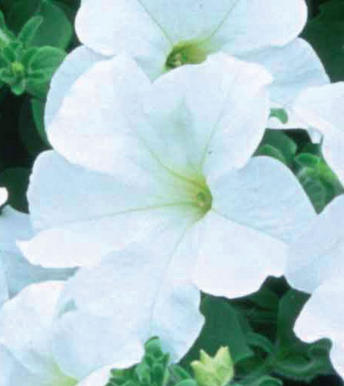 Петуния Фанфар Вайт